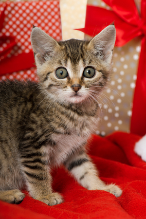 Christmas kitten with red christmas decorationの写真素材