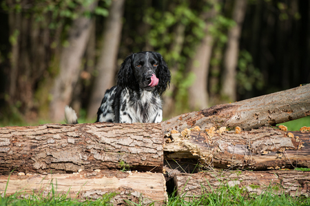Munsterlander dog behind tree trunks