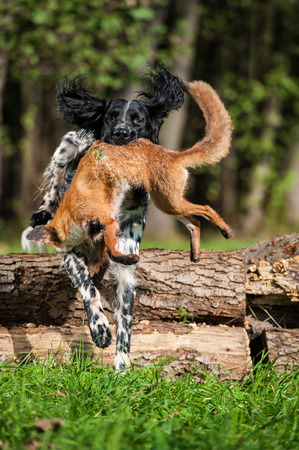 Munsterlander dog with a Fox in a meadowの写真素材