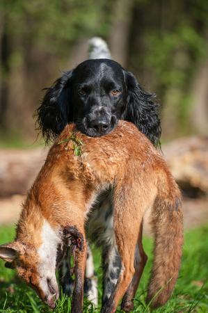Munsterlander dog with a Fox in a meadowの写真素材