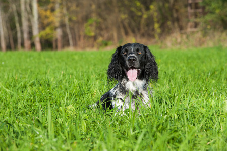 Munsterlander dog lying in a meadowの写真素材