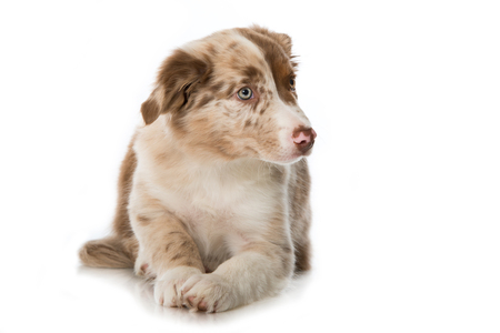 Border collie puppy isolated on white backgroundの写真素材