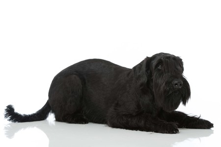 Giant schnauzer dog isolated on white