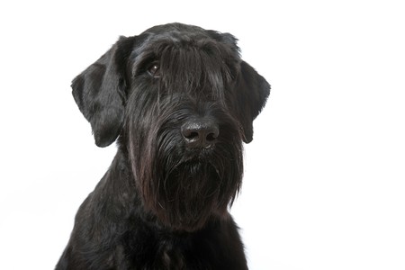 Giant schnauzer dog isolated on white