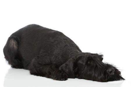 Giant schnauzer dog isolated on whiteの写真素材