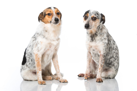 Mixed breed dogs isolated on white