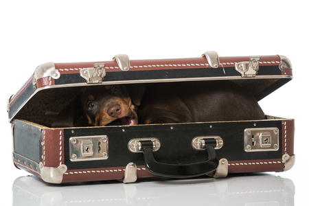 Pinscher puppy sitting in a suitcase on white backgroundの写真素材