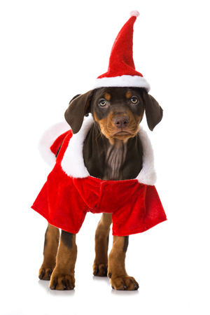 Pinscher puppy with Santa costumeの写真素材