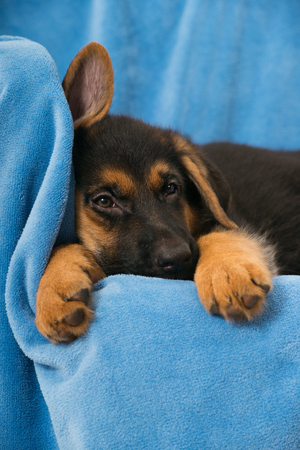 Sleeping german shepherd puppy on a couchの写真素材