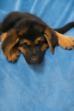Sleeping german shepherd puppy on a couchの写真素材