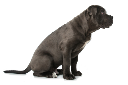 Cane corso puppy sitting on white backgroundの写真素材