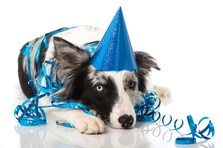 Young border collie dog has hat and streamersの写真素材