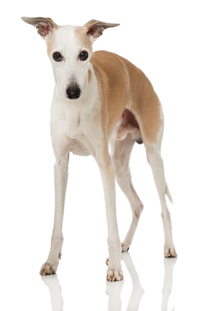 Whippet dog standing on white backgroundの写真素材