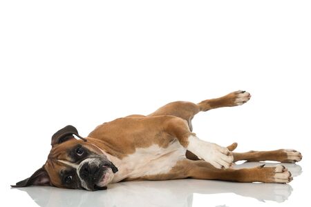 Lazy boxer dog on white backgroundの写真素材