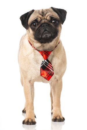 Pug with a red tie isolated on whiteの写真素材