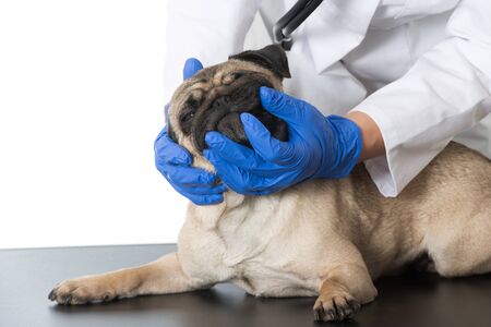 Pug is being examined by a vet