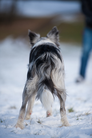 Young border collie with his ownerの写真素材