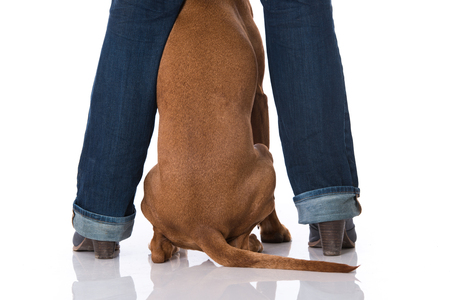 Dog sitting between human legsの写真素材