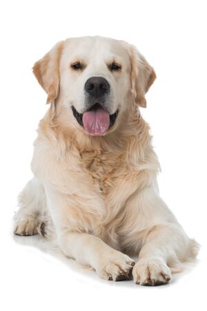 Adult golden retriever dog on white backgroundの写真素材