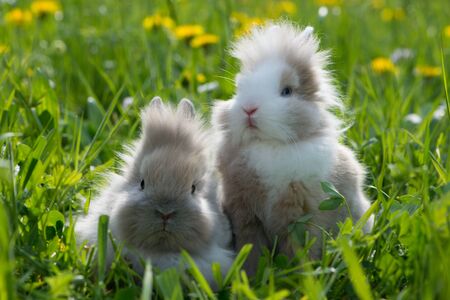 Little dwarf rabbits in a spring meadowの写真素材
