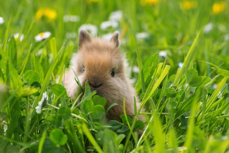 Dwarf rabbit in a spring meadow