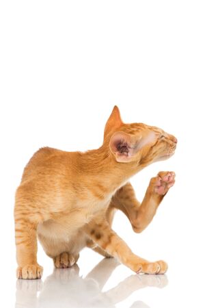 Oriental shorthair cat isolated on white backgroundの写真素材