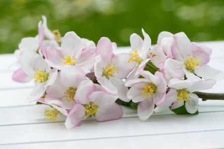 Apple blossom wreath on wooden backgroundの写真素材