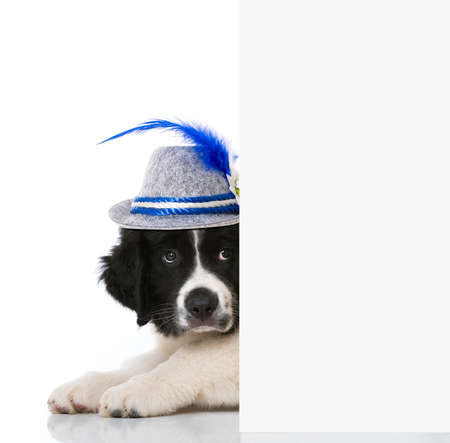 Landseer puppy with bavarian hat isolated on whiteの写真素材