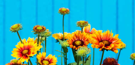 Colorful summer flowers on blueの写真素材