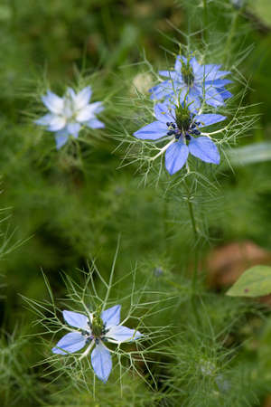 Nigella blossoms in a summer meadowの写真素材