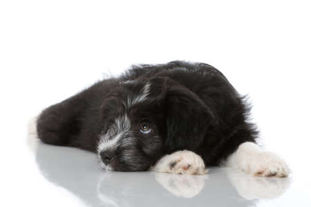 Cute mixed breed puppy lying isolated on whiteの写真素材