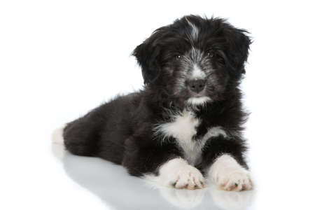 Cute mixed breed puppy lying isolated on whiteの写真素材