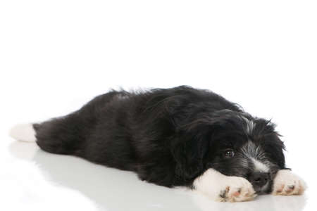Cute mixed breed puppy isolated on whiteの写真素材