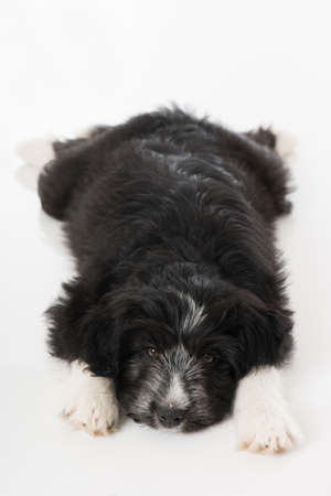 Cute mixed breed puppy isolated on whiteの写真素材