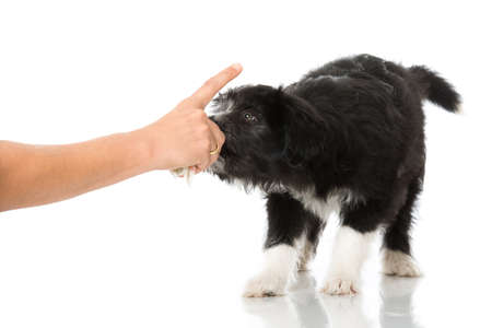 Cute mixed breed puppy isolated on whiteの写真素材
