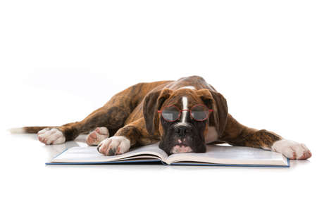 Boxer puppy lying on an open bookの写真素材