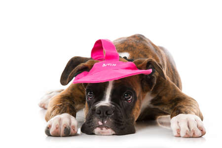 Boxer puppy with sun cap isolated on whiteの写真素材