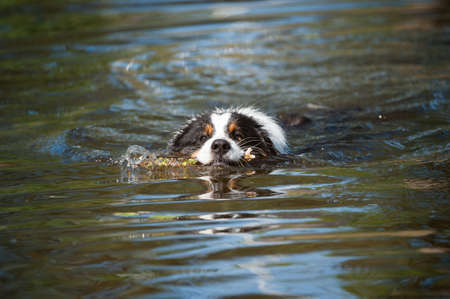 Australian shepherd dog in a seaの写真素材