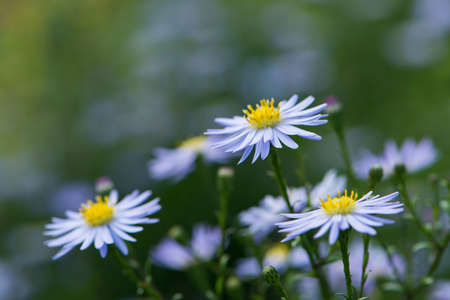 Autumn asters in nature background