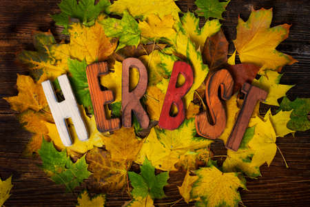 autumn letters on autumn leavesの写真素材