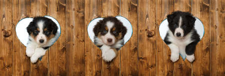 Australian shepherd puppy looking out of a heart hole in a wooden wallの写真素材