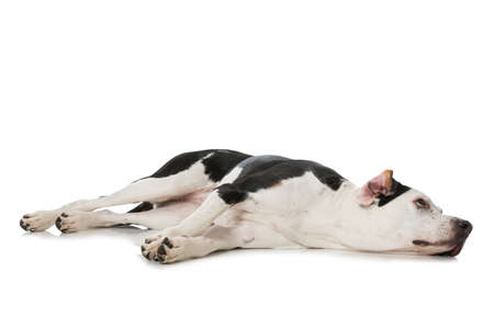 Big cross breed dog isolated on white backgroundの写真素材