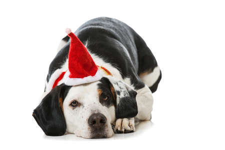 Cross breed dog with santa hat isolated on white backgroundの写真素材