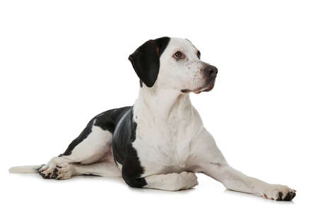 Big cross breed dog isolated on white backgroundの写真素材