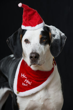 Cross breed dog with santa hat isolated on black backgroundの写真素材