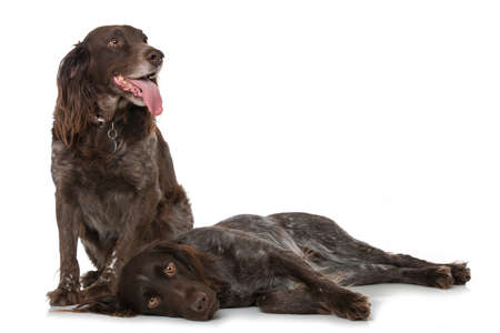 Small munsterlander dogs isolated on white