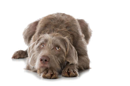 Dog isolated on white backgroundの写真素材