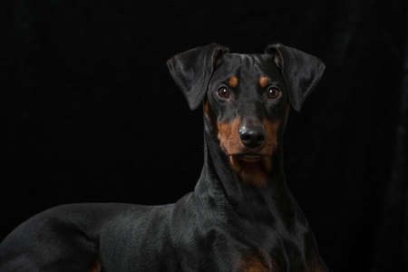 Pinscher dog lying on black backgroundの写真素材