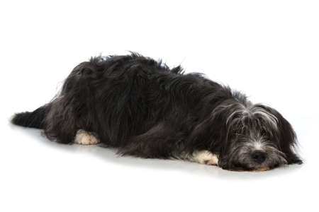 Cute mixed breed dog isolated on white backgroundの写真素材