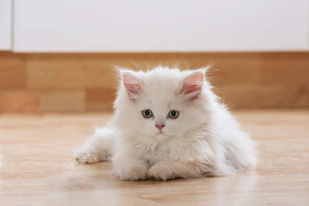 Persian kitten lying in a living roomの写真素材